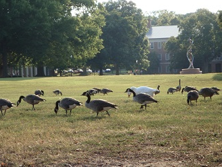 PCs Resident Wildlife: In Cahoots