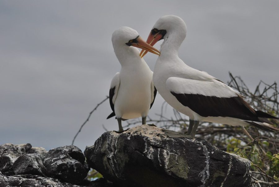Two nazca boobys captured as they meet in their nesting area.