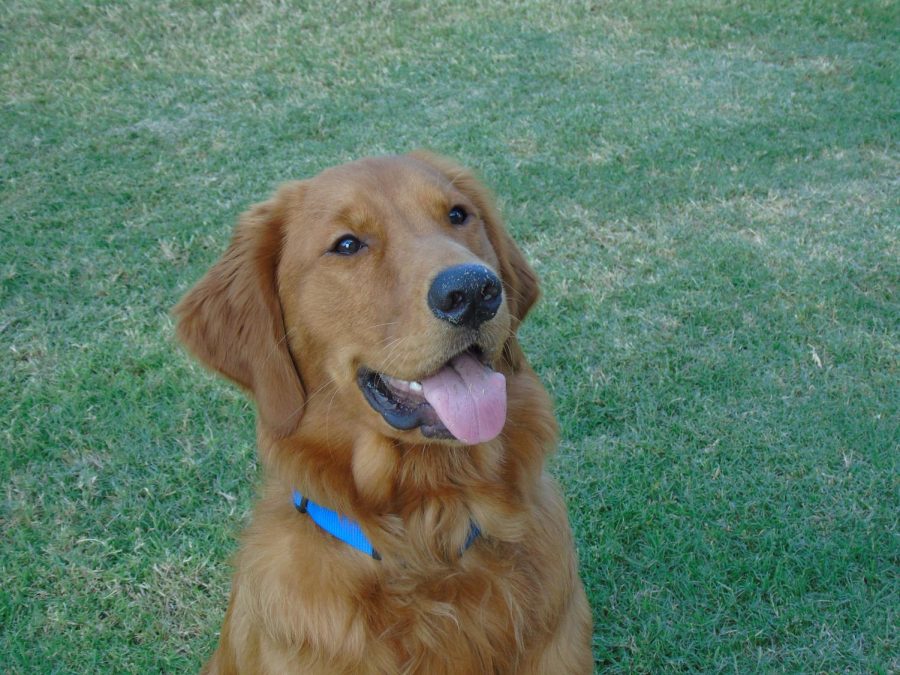Duke keeps his eyes on his tennis ball.