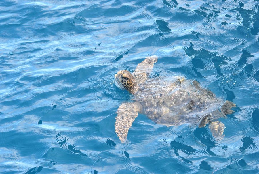 An individual green sea turtle swimming by peacefully. 