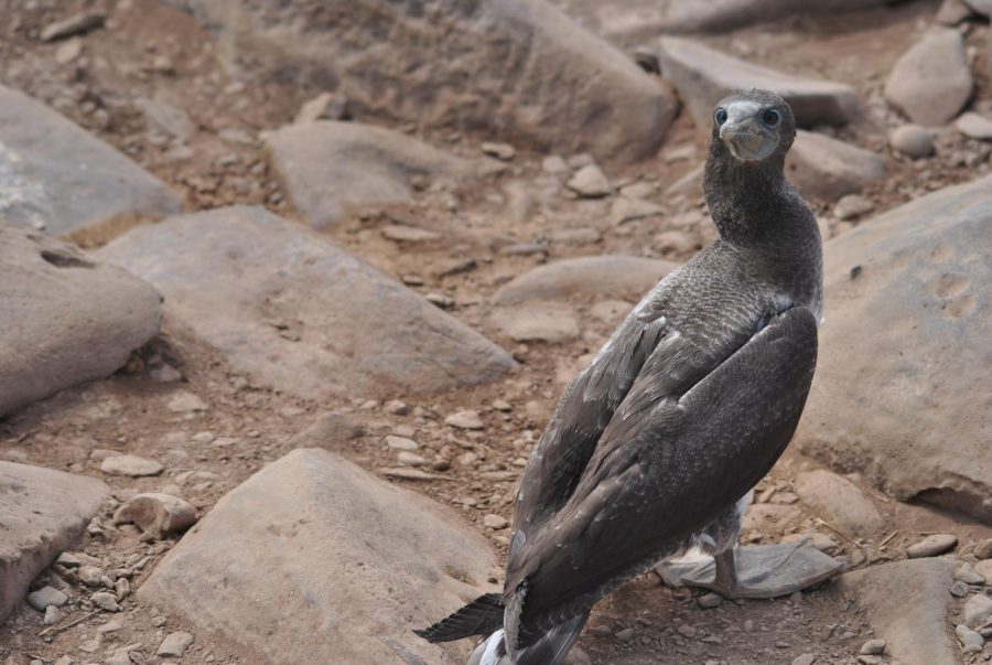 A juvenile blue-footed booby bird curious of all the travelers that have gone to see them.