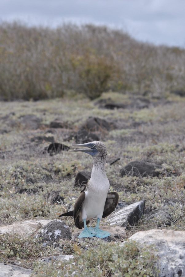 A blue-footed booby squawking as he sees travelers go by.