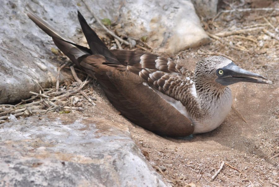 The mother blue-footed booby taking care of her egg while curiously watching a group of tourists walk by.