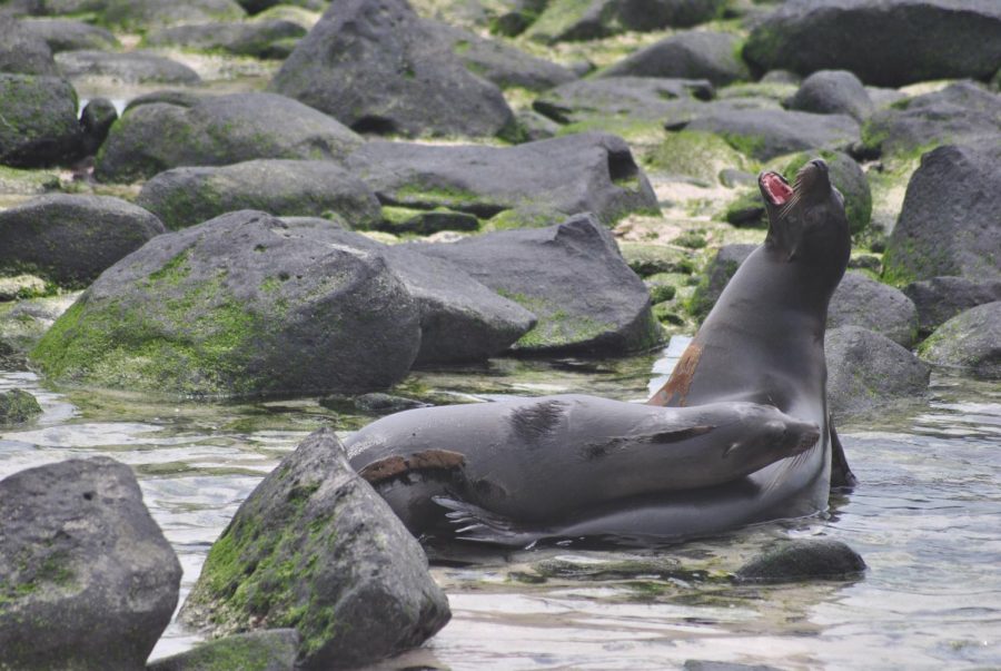 Sea lion siblings being very playful with each other.