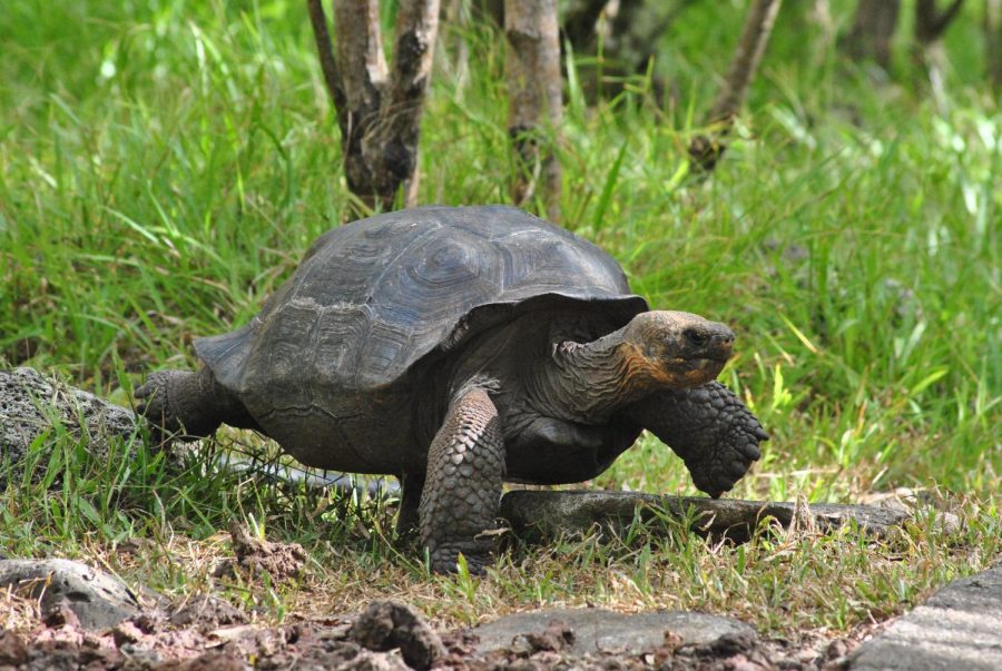 A giant tortoise in mid-walk towards his home.