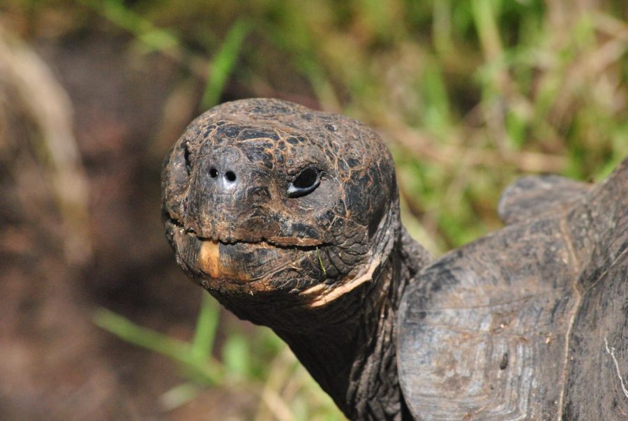 A close up of a giant Galápagos tortoise.