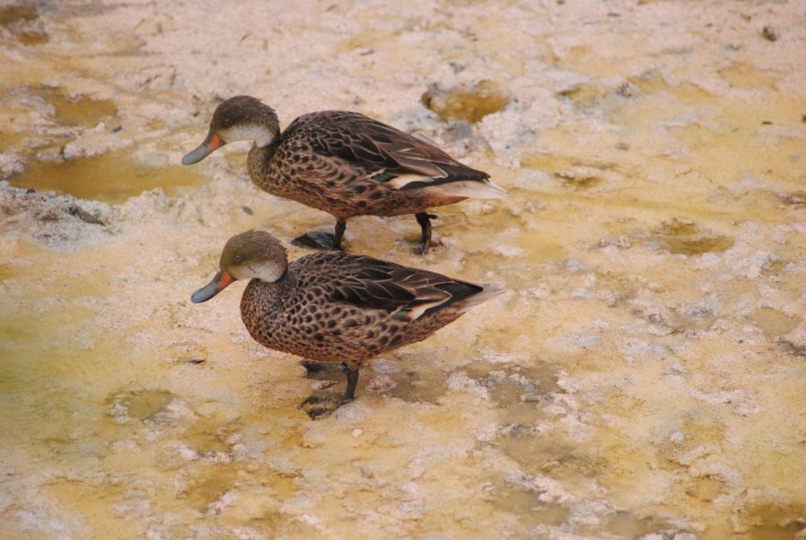 A pair of pintail ducks waddling around.