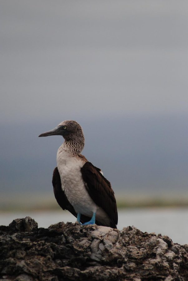 A majestic blue-footed booby standing its ground.