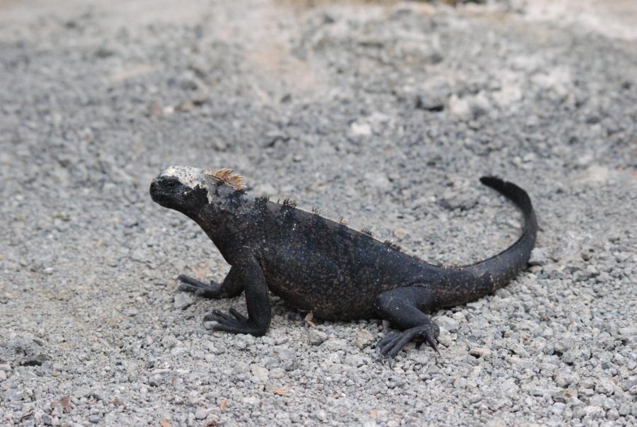 A marine iguana making his way to the ocean.