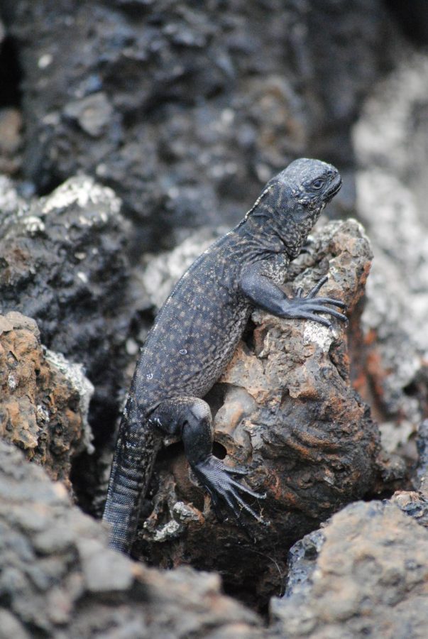 A marine iguana finding a comfortable position to sunbathe. 