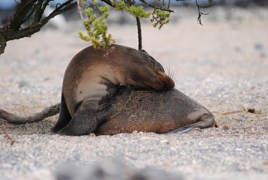 A very playful sea lion folding over on the beach.