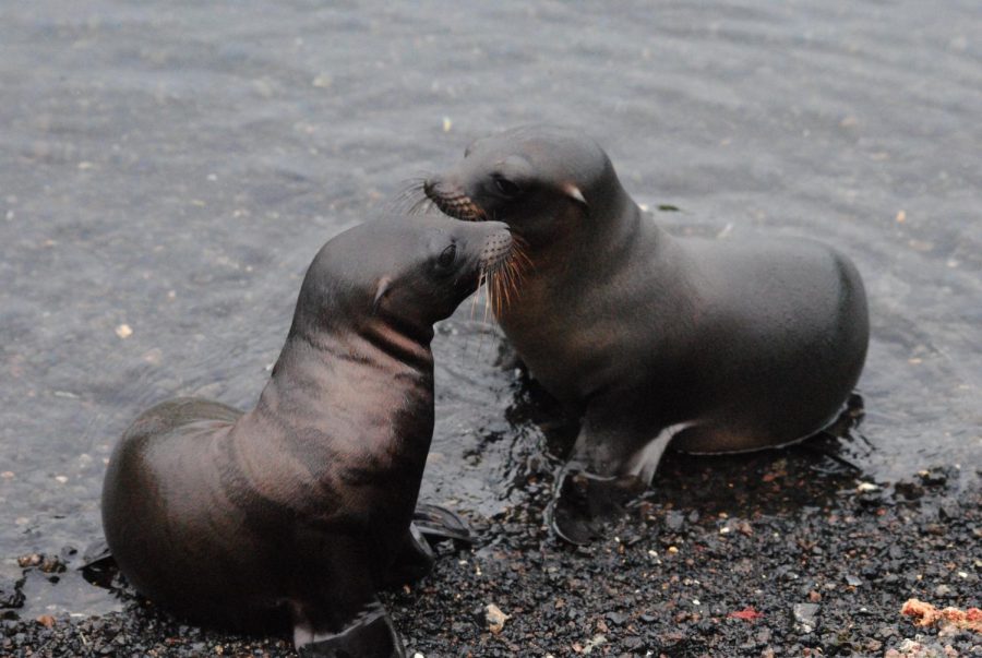 A couple of sea lion pups have a friendly playdate. 
