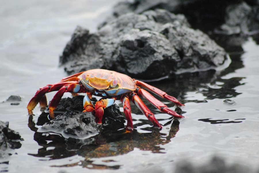 A multi-colored Sally-foot crab moving across the beach.