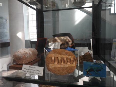 Fossils on display at Lassiter Hall.