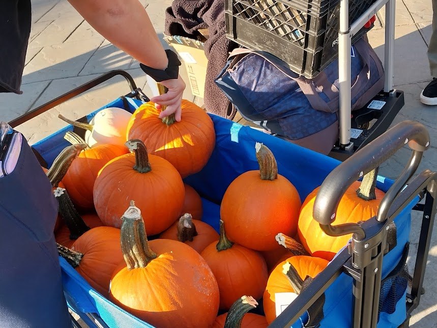 A whole wagon of free pumpkins for PC students. Which one will you pick? 